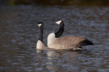 Canada Gooses - Copulation part 4 - final of the copulation.