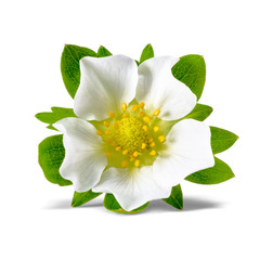 Fototapeta premium fresh strawberry flower