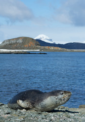 Leopard seal lying on rocky beach with snowy mountain and sea in background, South Shetland Islands, Antarctica
