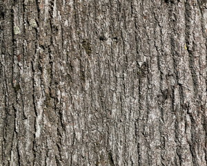 tree bark grunge texture, wooden background