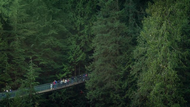 People On Walkway High In The Trees