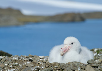 Giant petrel chick on nest with blue and green background, South Shetland Islands, Antarctica