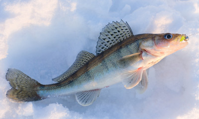 Walleye on snow