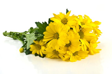 Yellow chrysanthemums on a white background