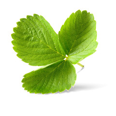 fresh strawberry leaf on white