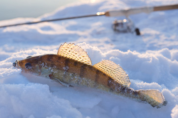 Walleye on snow © Kondor83