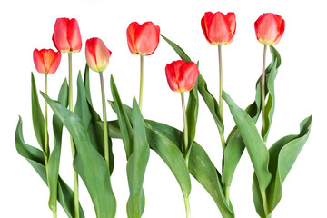 Red tulips isolated
