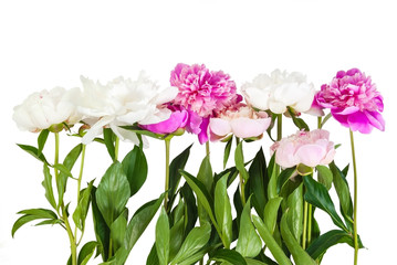 Naklejka na ściany i meble Bouquet of peonies flower
