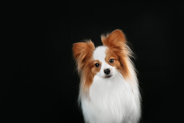 Dog breed Papillon