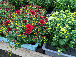 Red and white chrysanthemums