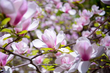 Obraz na płótnie Canvas Beautiful Pink Magnolia Flowers. Spring Background