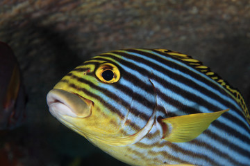 Obraz premium Oriental sweetlips fish (Plectorhinchus orientalis) 