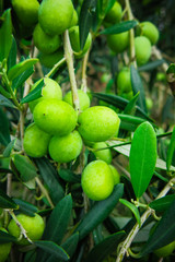 Fresh green sicilian olives