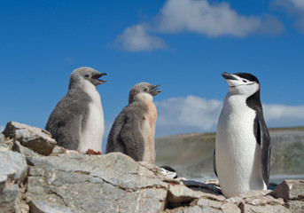 Chinstrap penguin standing on rock, with two chicks begging for food, clean blue background, South Shetland Islands, Antarctica