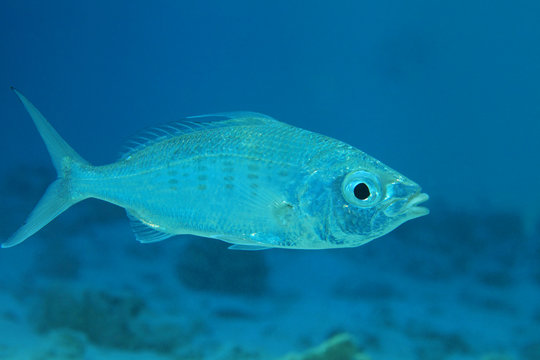 Slender silver-biddy fish 