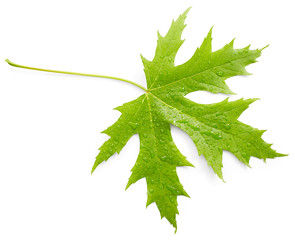 Green leaf with drops of water