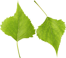 Leaves