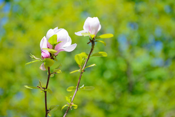 Beautiful Pink Magnolia Flowers on Green Background. Spring Floral Image