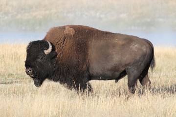 American Bison (Buffalo)