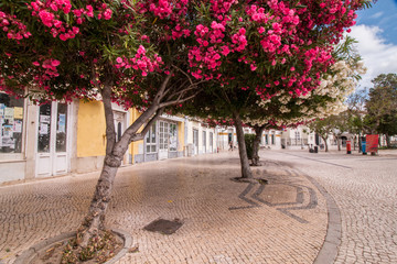 Street view of Faro center with beautiful Nerium oleander trees.