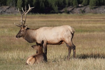 Naklejka na ściany i meble Pair of Elk