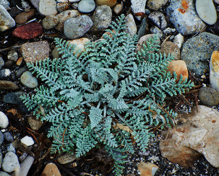 Plant on stones, Yellowstone, Wyoming, USA
