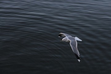 Möwe am Bodensee