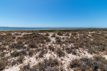 Vegetation on the sand dunes of Ria Formosa marshlands located in the Algarve, Portugal.