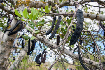 Close up view of a bunch of carob fruits hanging from the tree.