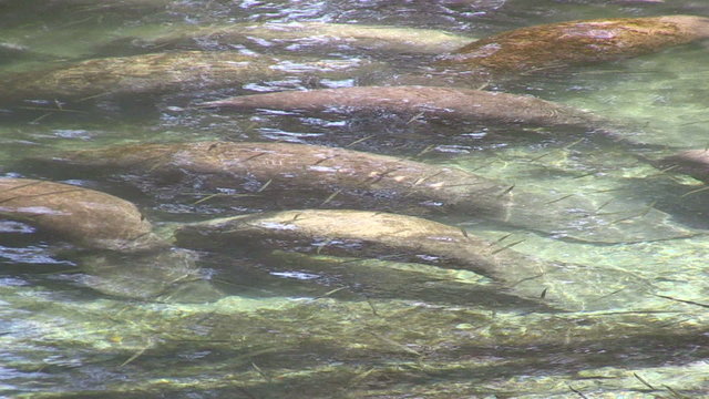Manatees at Three Sisters Springs near Crystal River, Florida