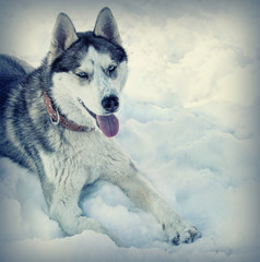 Dog breed Husky