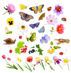 Collage of flowers, insects and animals.