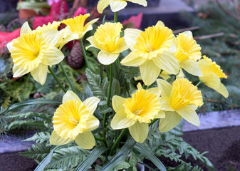 Daffodils / beautiful daffodils in a garden