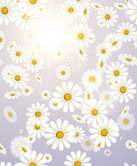 White falling daisy flower spring or summer background with sun beam light. Flying chamomile vector floral gray backdrop