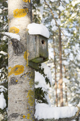 Birdhouse on Aspen Tree