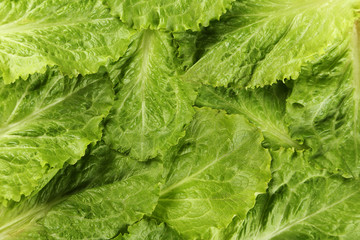 Fresh salad lettuce background, close up