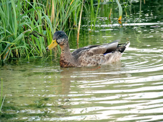 Young wild duck floating in the aquatic vegetation
