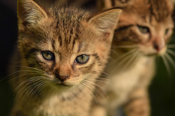kittens