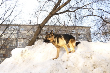 Собака немецкая овчарка на снегу в зимний солнечный день