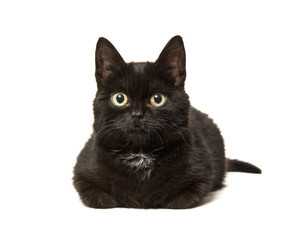 Cute lying down young black cat facing the camera isolated on a white background
