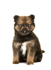 Cute sitting pomsky a mix between husky and a pomeranian puppy dog isolated on a white background