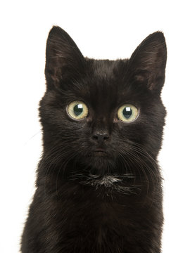 Cute black kitten young cat portrait facing the camera on a white background
