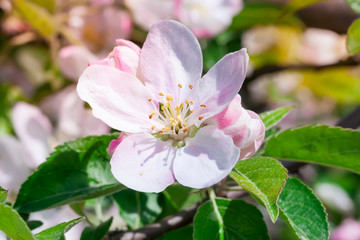 Fototapeta premium Flowers of apple.