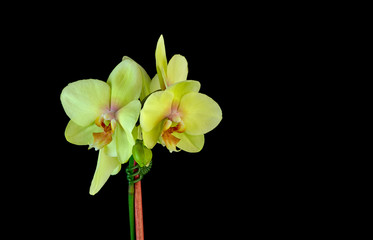 Close up view of Yellow-lime green Orchids flowers against a black background.