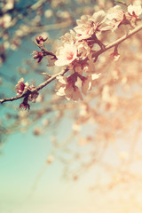 abstract dreamy and blurred image of spring white cherry blossoms tree. selective focus. vintage filtered
