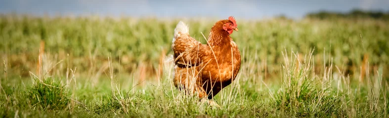 Fototapeten Braunes Huhn auf einem Biohof läuft im langen Gras, Banner © Countrypixel