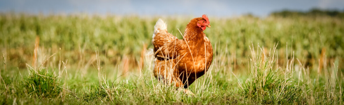 Braunes Huhn auf einem Biohof läuft im langen Gras, Banner