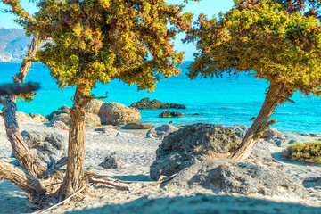 Beautiful cretan beach with cedar trees, Greece - obrazy, fototapety, plakaty