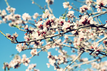 image of spring white cherry blossoms tree. selective focus. vintage filtered
