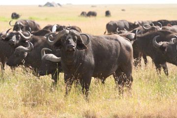 herd of buffalos in serengeti national park, tanzania